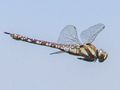 Migrant Hawker